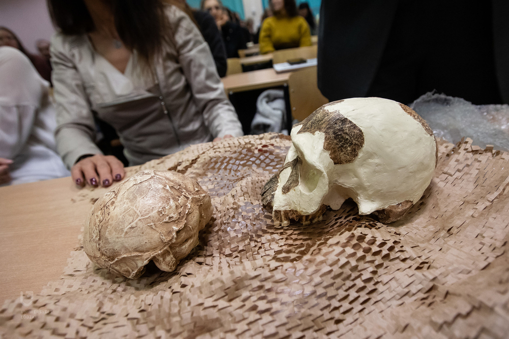 human skulls – casts